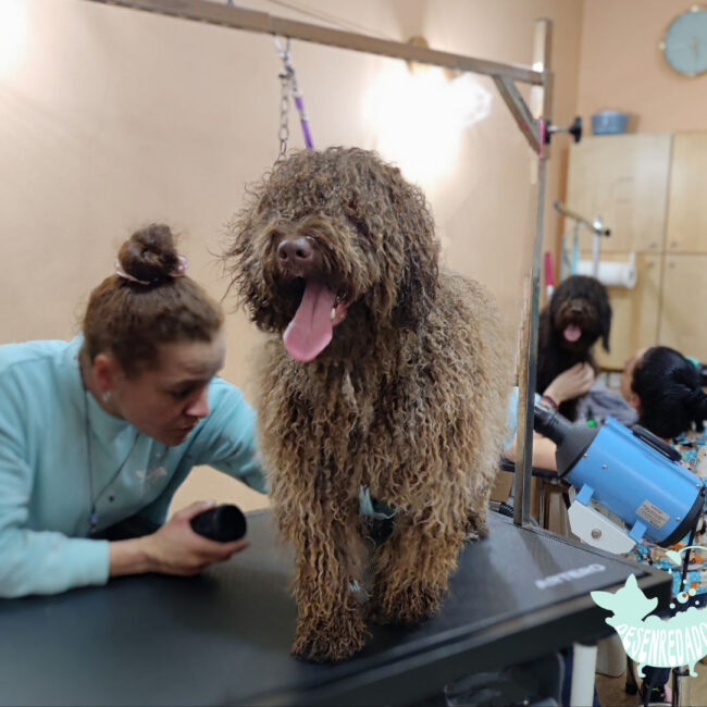 Peluqueria Canina Madrid